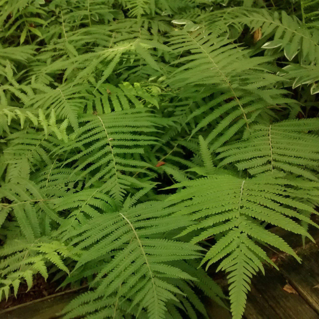 Thelypteris Kunthii ~ Southern Wood Fern, Southern River Fern - Delivered By ServeScape