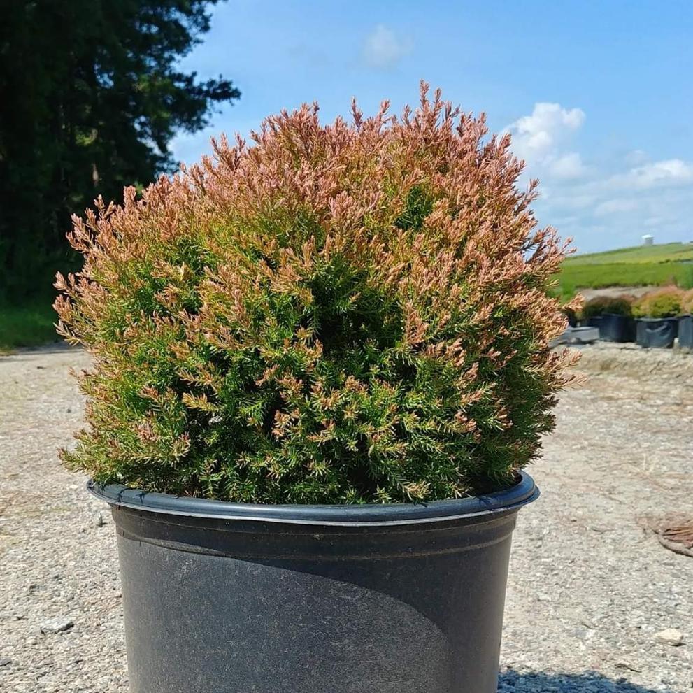 Fire Chief™ Globe Arborvitae - Thuja occidentalis 'Congabe' PP19,009 ...