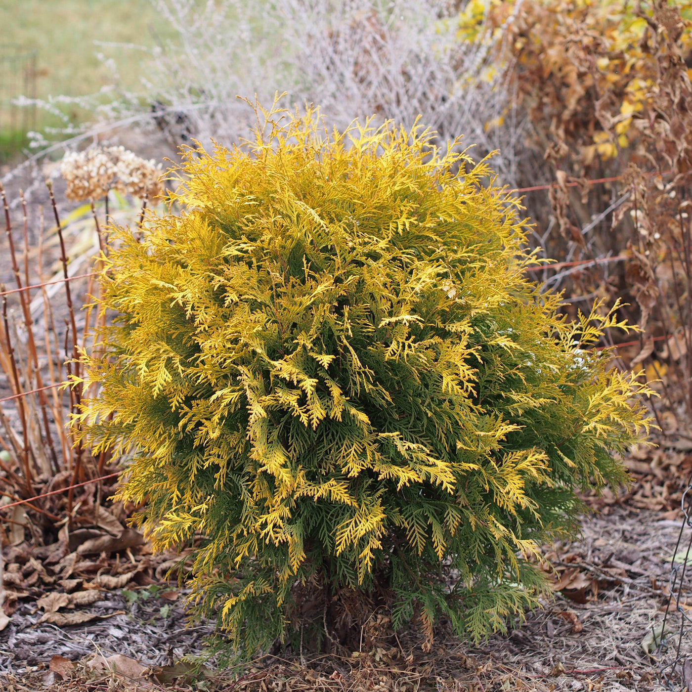 Thuja occidentalis 'Globosa Aurea' ~ Golden Globe Arborvitae – ServeScape