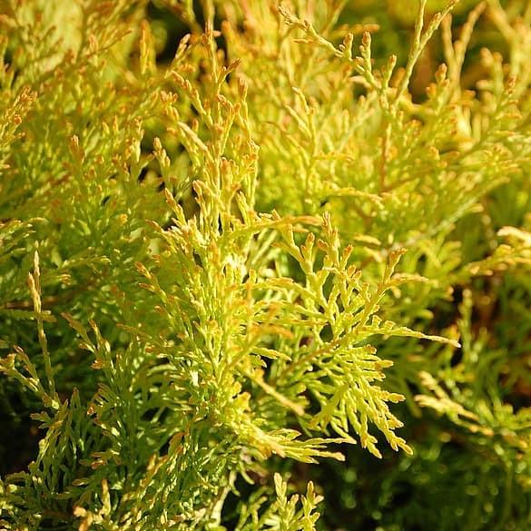 Thuja occidentalis 'Highlights' ~ Highlights Arborvitae - Delivered By ServeScape
