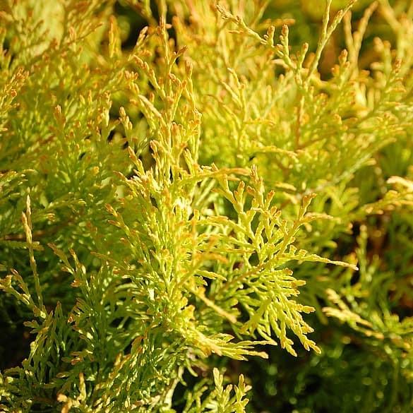 Thuja occidentalis 'Highlights' ~ Highlights Arborvitae - Delivered By ServeScape