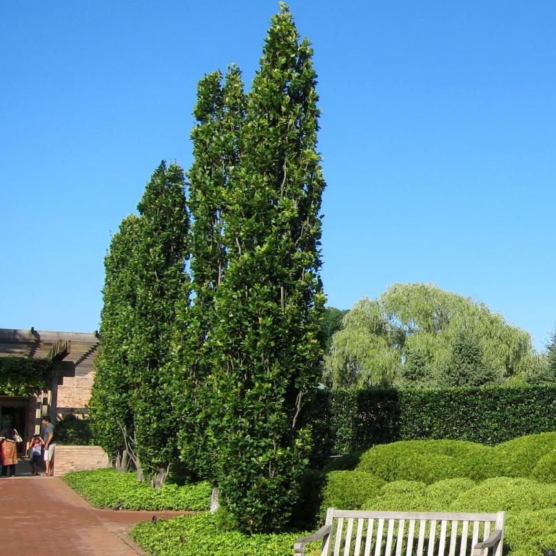 Thuja occidentalis 'Pyramidalis' ~  Pyramidal Arborvitae - Delivered By ServeScape