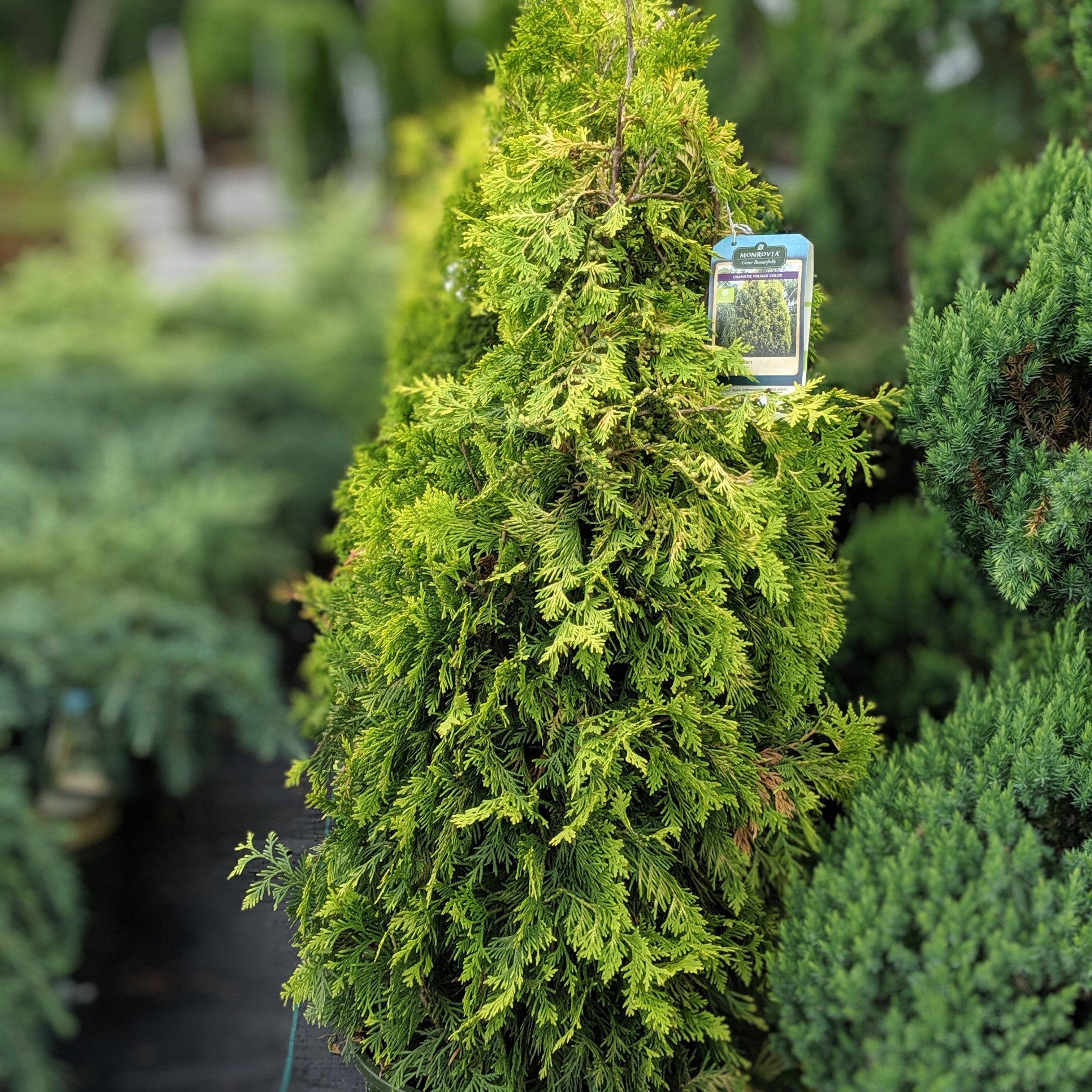 Yellow Ribbon Arborvitae - Thuja occidentalis 'Yellow Ribbon' – ServeScape