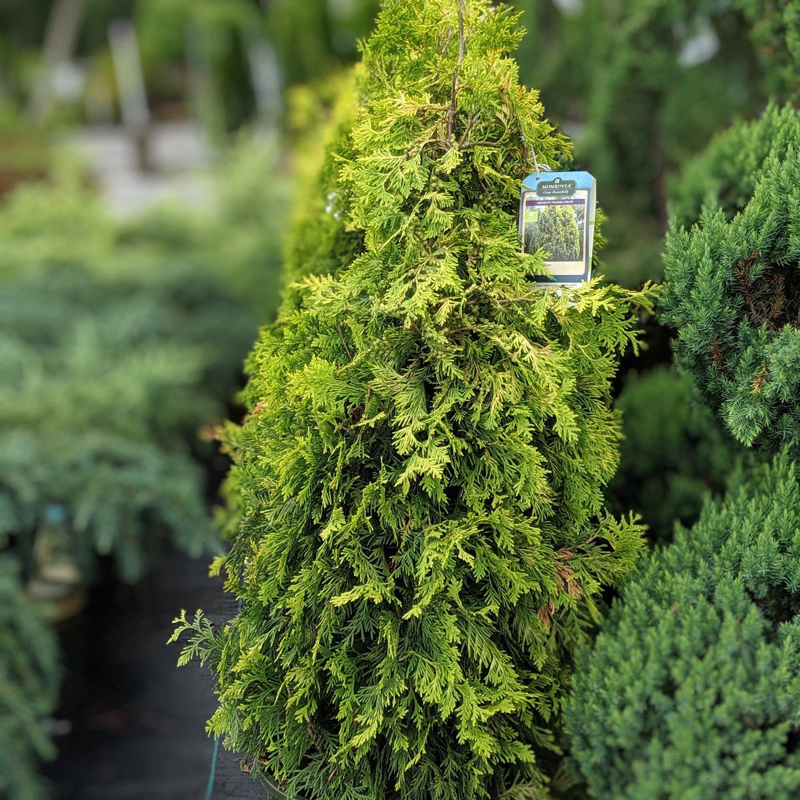 Thuja occidentalis 'Yellow Ribbon' ~ Yellow Ribbon Arborvitae - Delivered By ServeScape