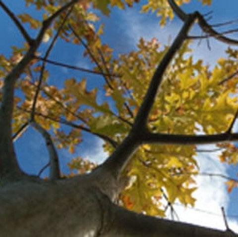 Quercus nuttallii 'QNFTA' ~ Highpoint® Nuttall Oak-ServeScape