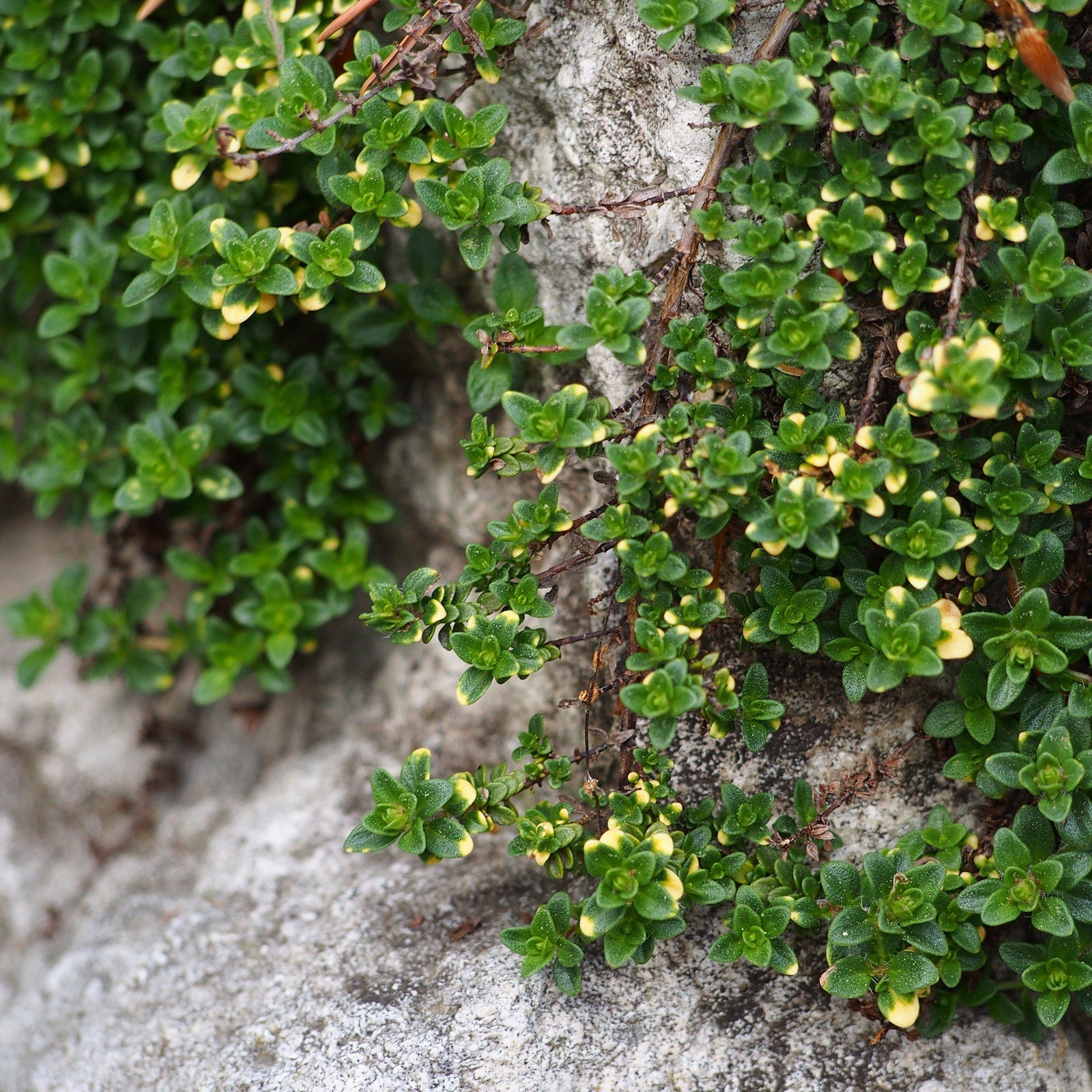 Thymus citriodorus 'Doone Valley' ~ Doone Valley Lemon Thyme-ServeScape