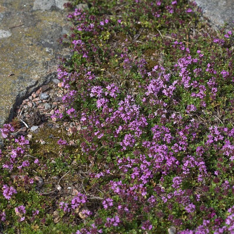 Thymus sepyllum 'Elfin' ~ Elfin Creeping Thyme-ServeScape