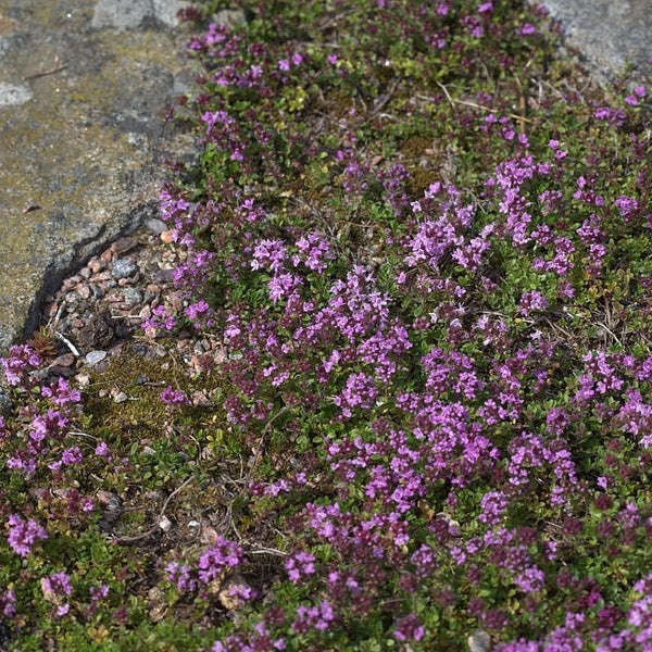 Elfin Creeping Thyme