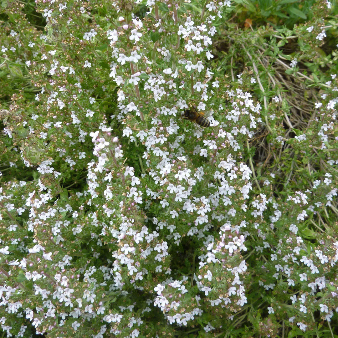 Thymus vulgaris 'English'~ English Thyme - Delivered By ServeScape