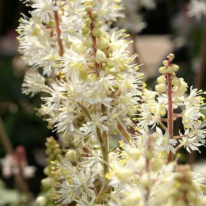 Tiarella cordifolia 'Brandywine' ~ Brandywine Foam Flower-ServeScape