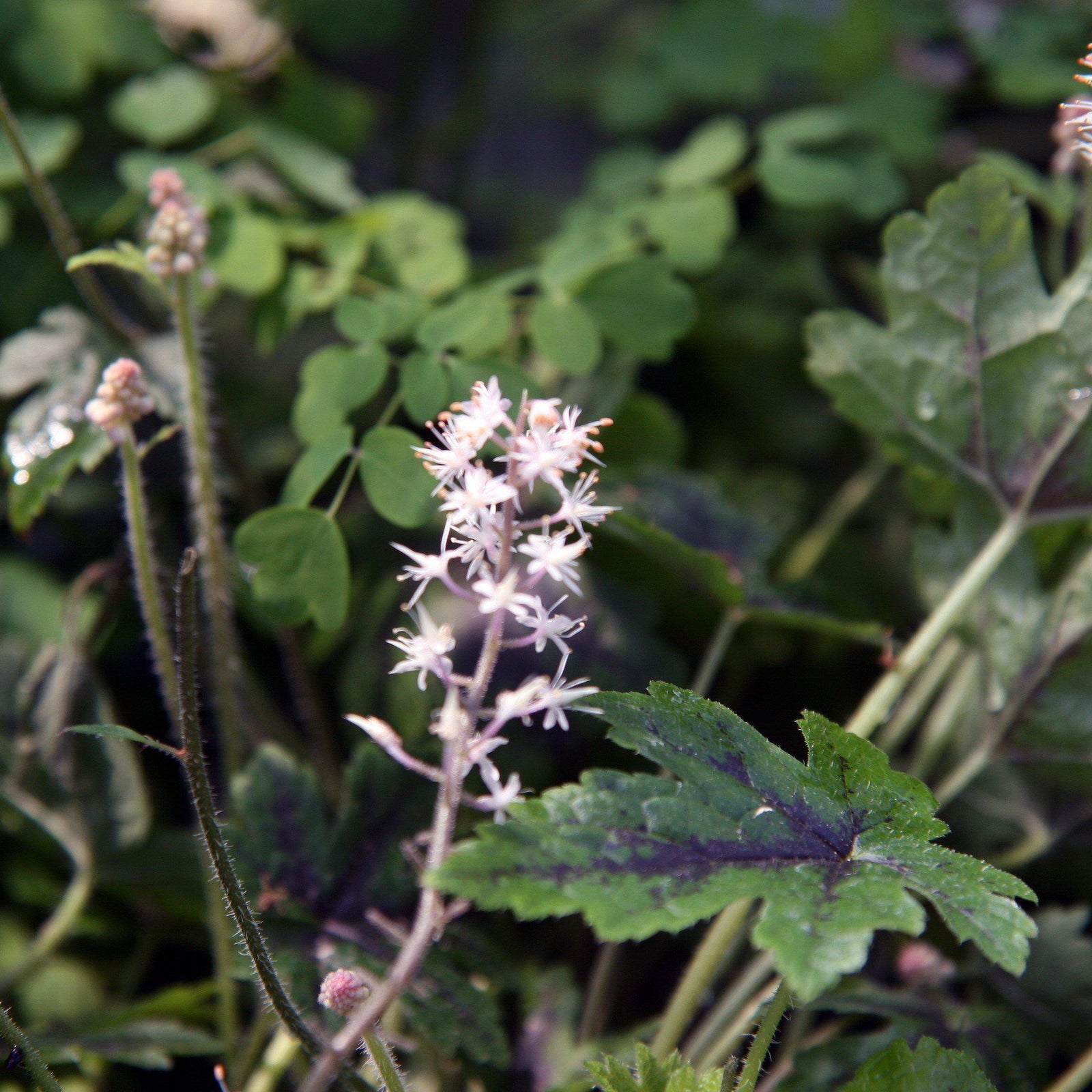 Tiarella cordifolia 'Elizabeth Oliver' ~ Elizabeth Oliver Foam Flower-ServeScape