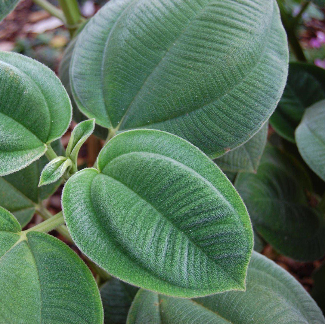 Tibouchina grandifolia ~ Large-Leaf Princess Flower-ServeScape