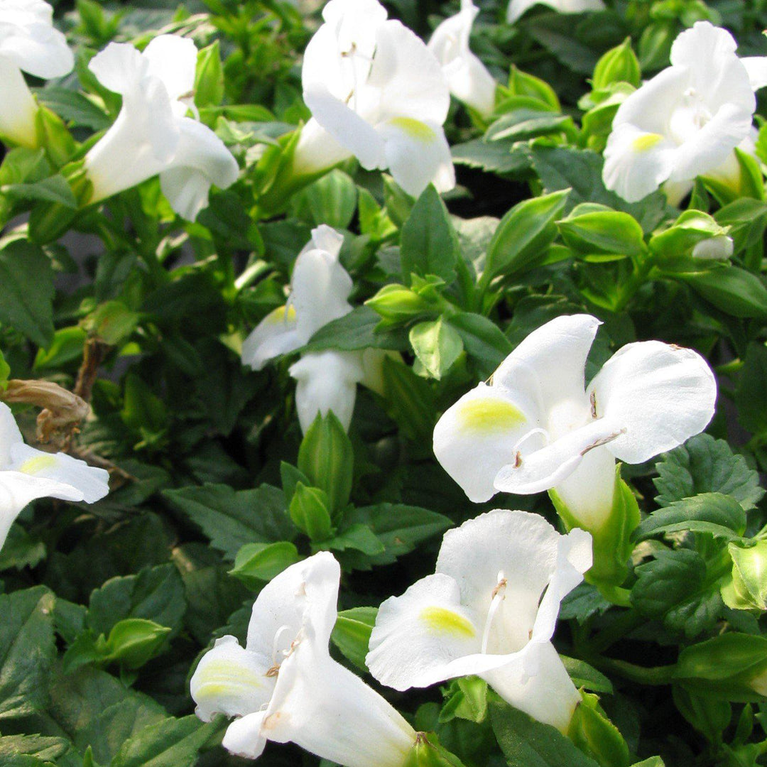 Torenia hybrid 'DANCAT153' ~ Catalina® White Linen Wishbone Flower-ServeScape