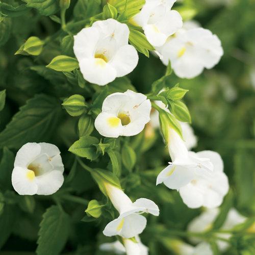 Torenia hybrid 'DANCAT153' ~ Catalina® White Linen Wishbone Flower-ServeScape