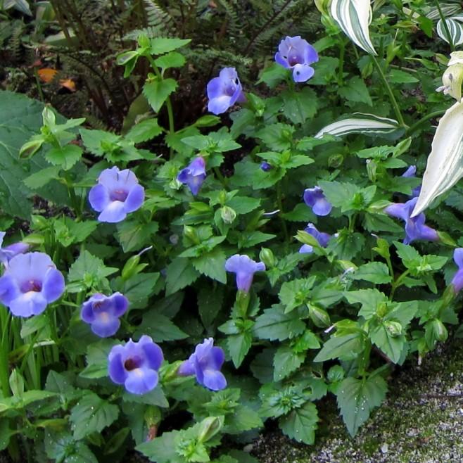 Torenia hybrid 'SUNrenilabu' ~ Summer Wave® Blue Wishbone Flower-ServeScape