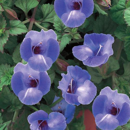 Torenia hybrid 'SUNrenilabu' ~ Summer Wave® Blue Wishbone Flower-ServeScape