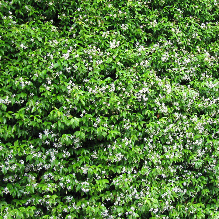 Trachelospermum asiaticum 'Minima' ~ Dwarf Asiatic Jasmine-ServeScape