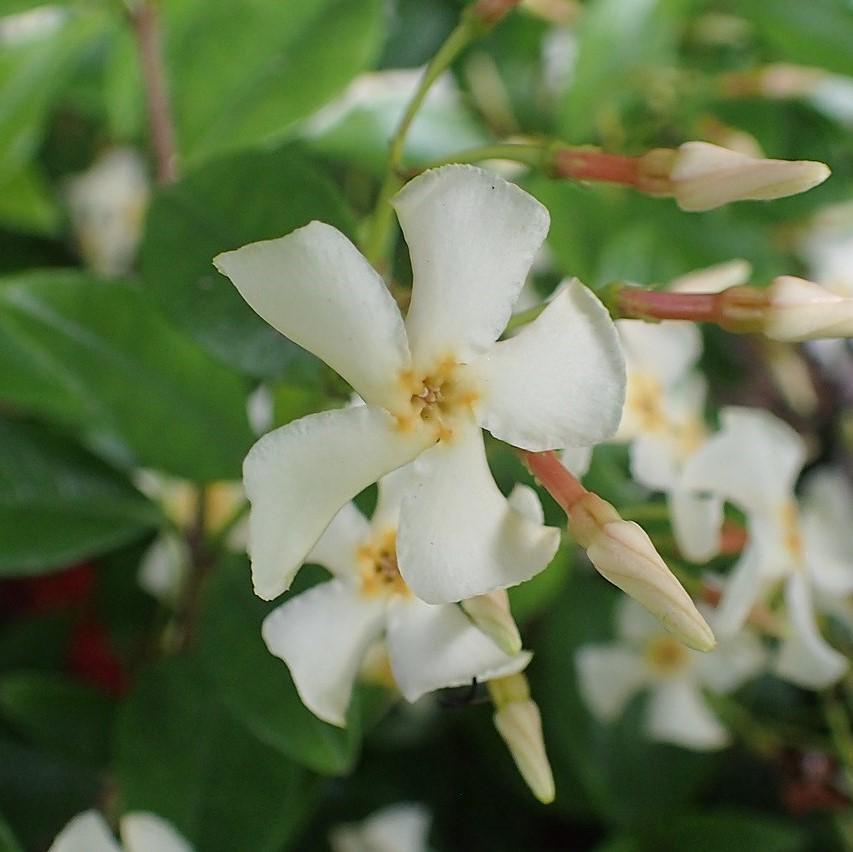 Trachelospermum asiaticum 'Minima' ~ Dwarf Asiatic Jasmine-ServeScape