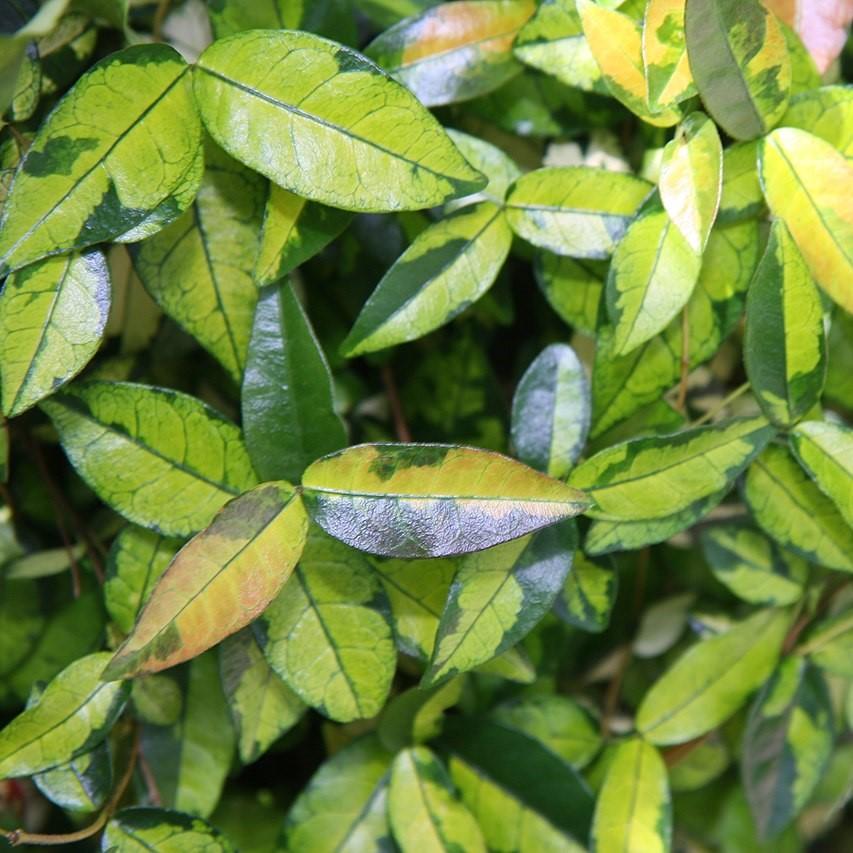 Trachelospermum asiaticum 'Ogon Nishiki' ~ Japanese Star Jasmine-ServeScape