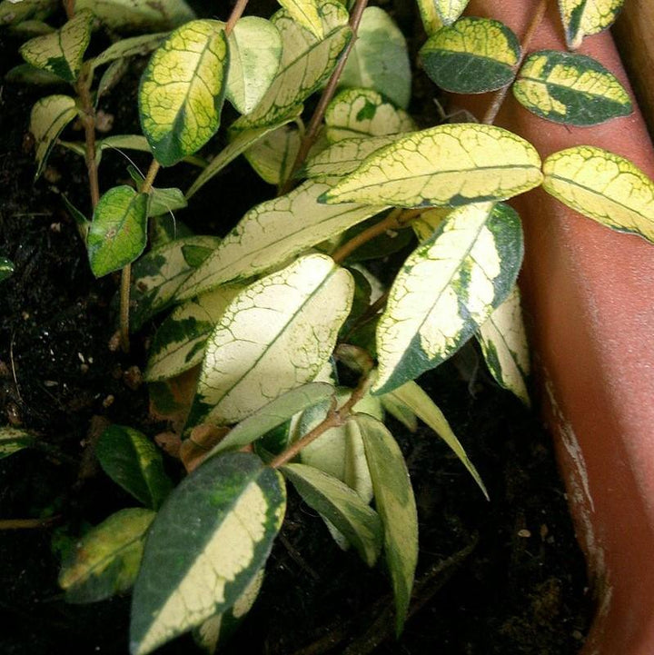 Trachelospermum asiaticum 'Ogon Nishiki' ~ Japanese Star Jasmine-ServeScape