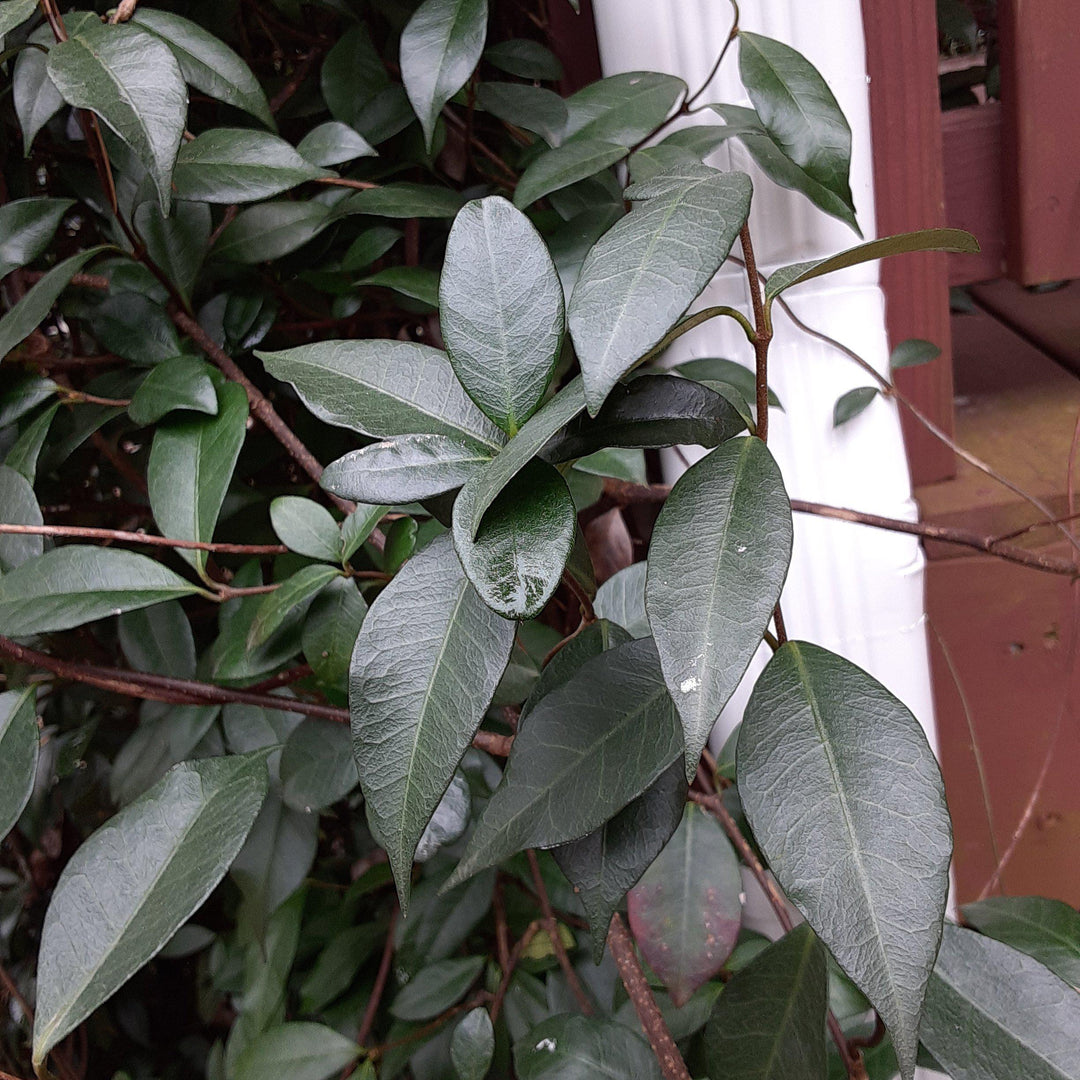 Trachelospermum jasminoides ~ Confederate Jasmine-ServeScape