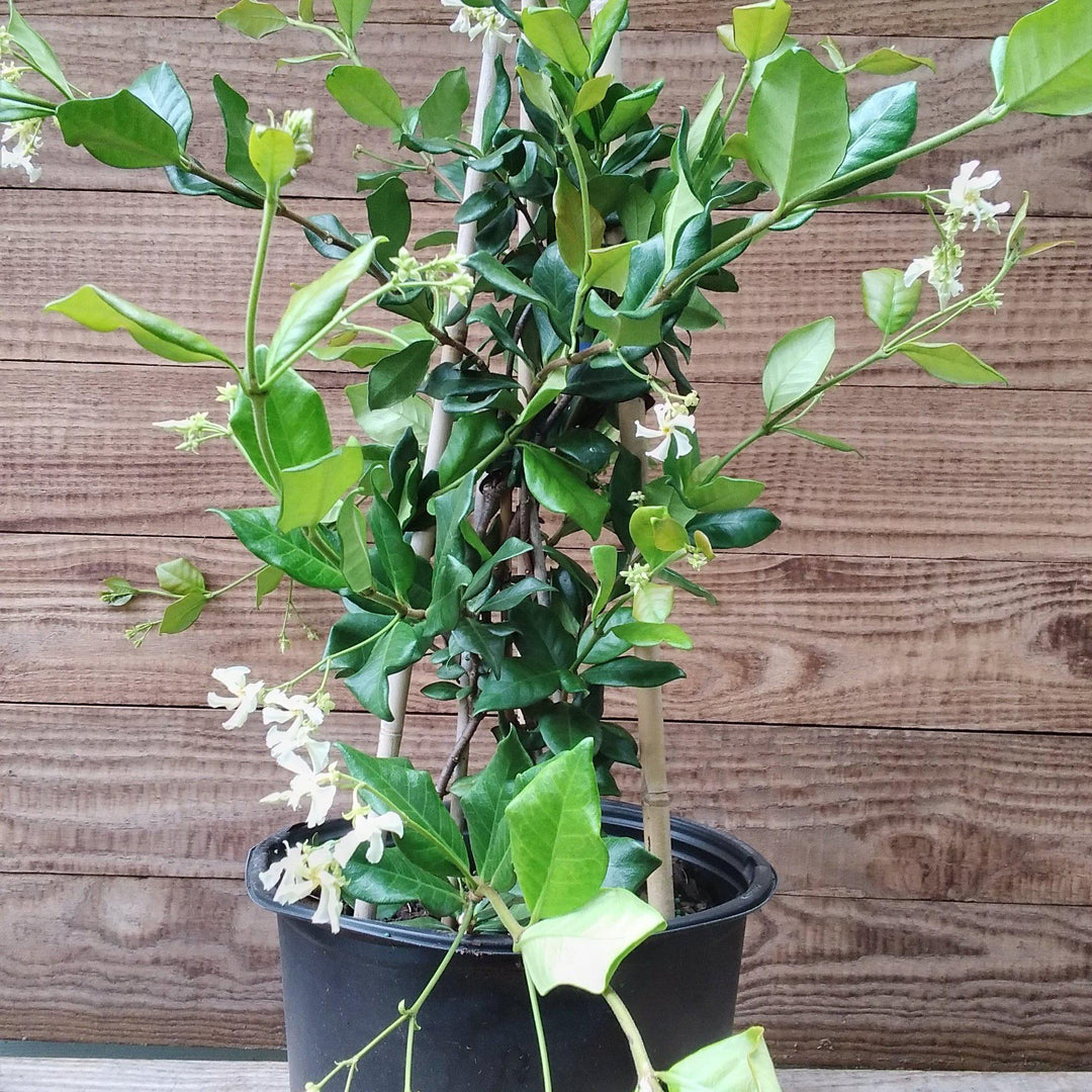 Trachelospermum jasminoides ~ Confederate Jasmine-ServeScape