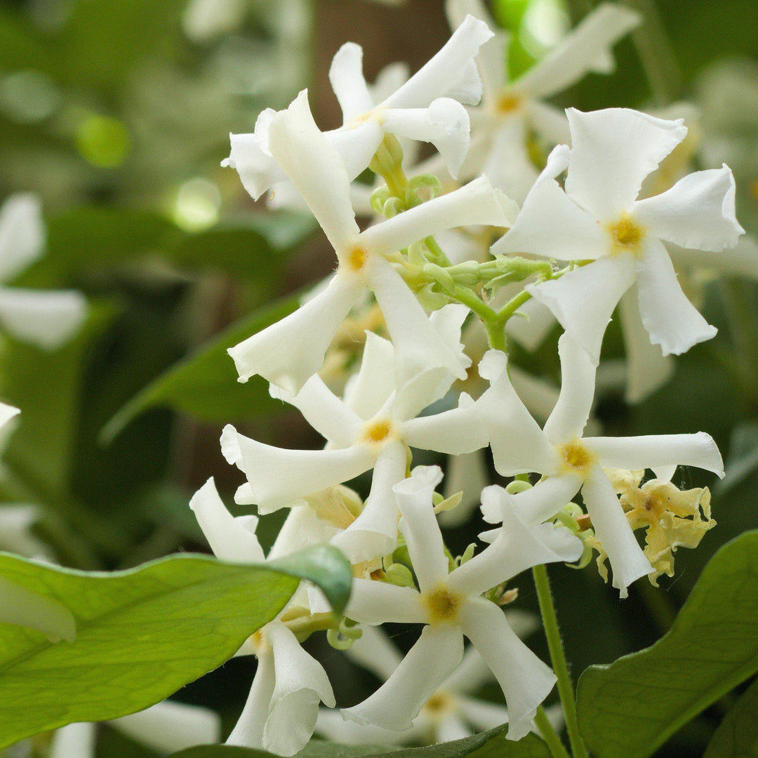 Trachelospermum jasminoides 'Madison' ~ Madison Star Jasmine-ServeScape