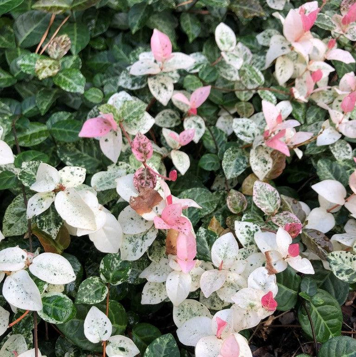 Trachelospermum asiaticum 'Snow 'n Summer' ~ Snow 'n Summer Asiatic Jasmine-ServeScape