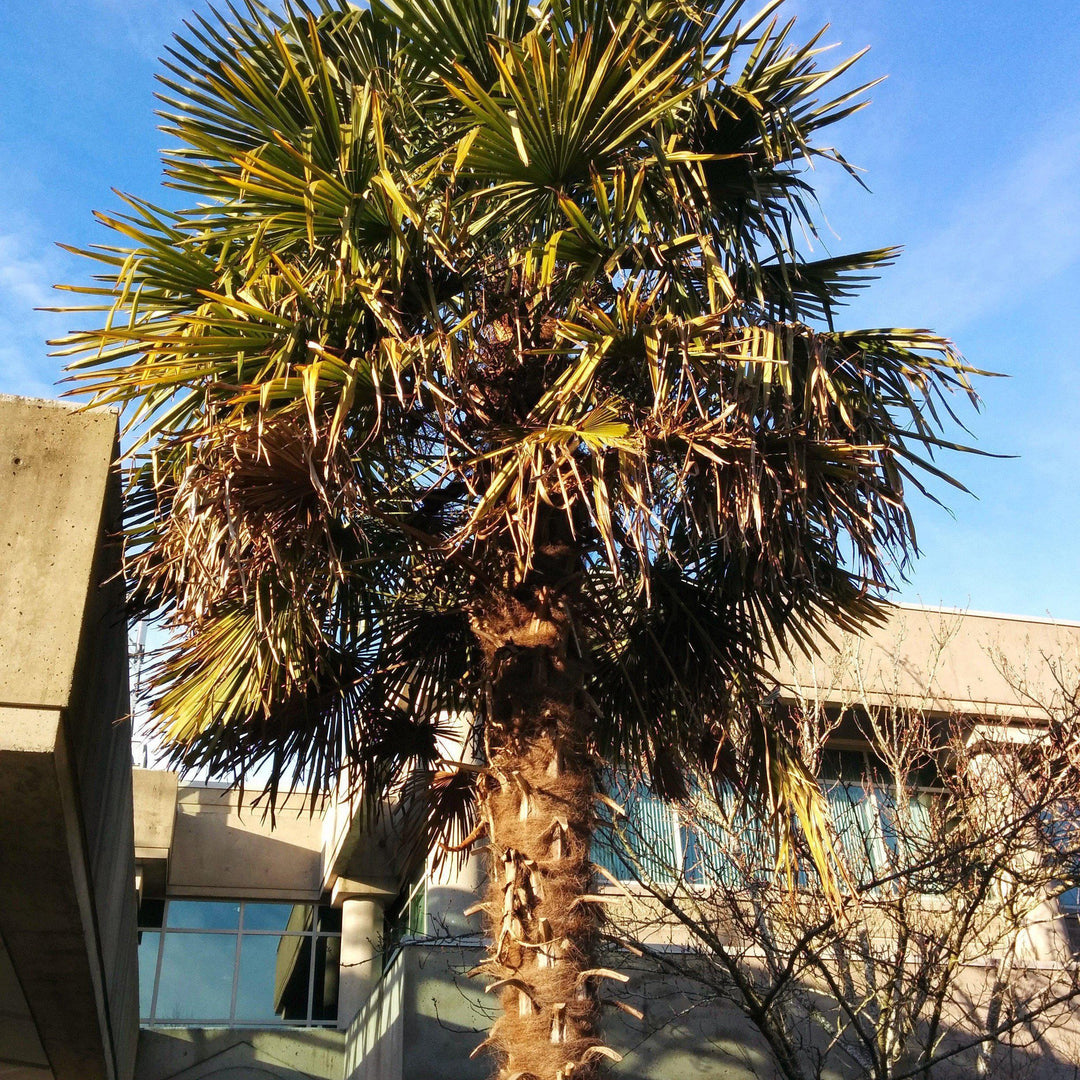 Trachycarpus fortunei ~ Windmill Palm - Delivered By ServeScape