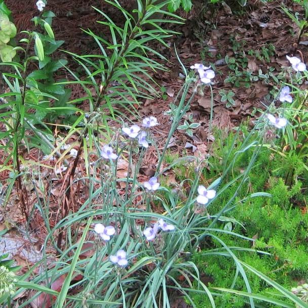 Tradescantia ohiensis 'Mrs Loewer' ~ Mrs Loewer Ohio Spiderwort-ServeScape