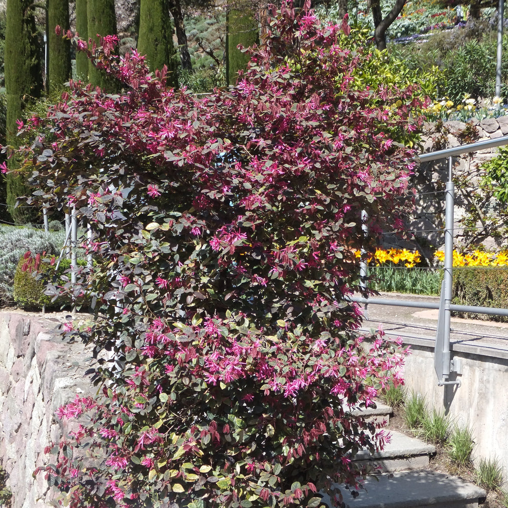 Loropetalum chinense var. rubrum 'Burgundy' ~ Burgundy Chinese Fringe Flower-ServeScape