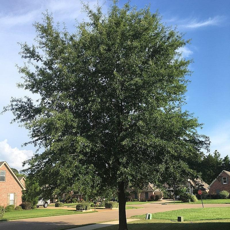 Quercus phellos 'QPAB64' ~ Abundance™ Willow Oak-ServeScape
