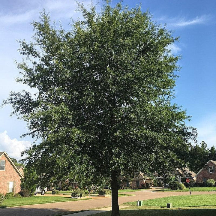 Quercus phellos 'QPAB64' ~ Abundance™ Willow Oak-ServeScape
