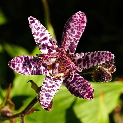 Tricyrtis formosana 'Purple Beauty' ~ Purple Beauty Toad Lily-ServeScape