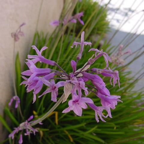 Tulbaghia violacea ~ Society Garlic-ServeScape