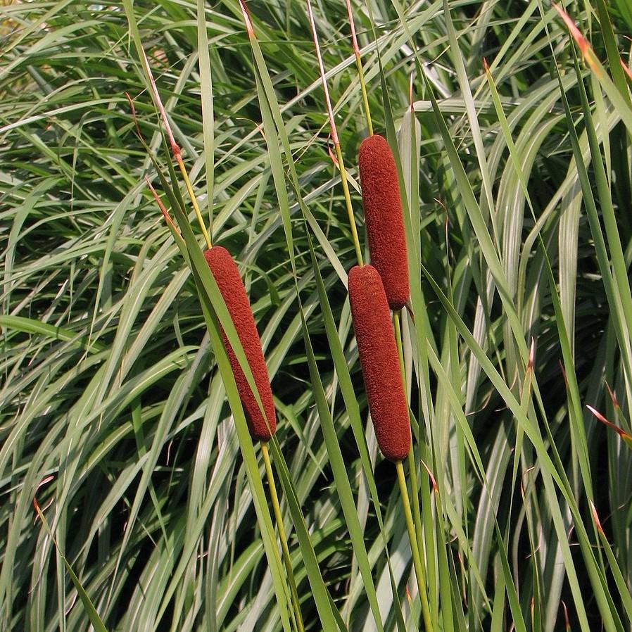Typha angustifolia ~ Narrow-leaved Cattail-ServeScape