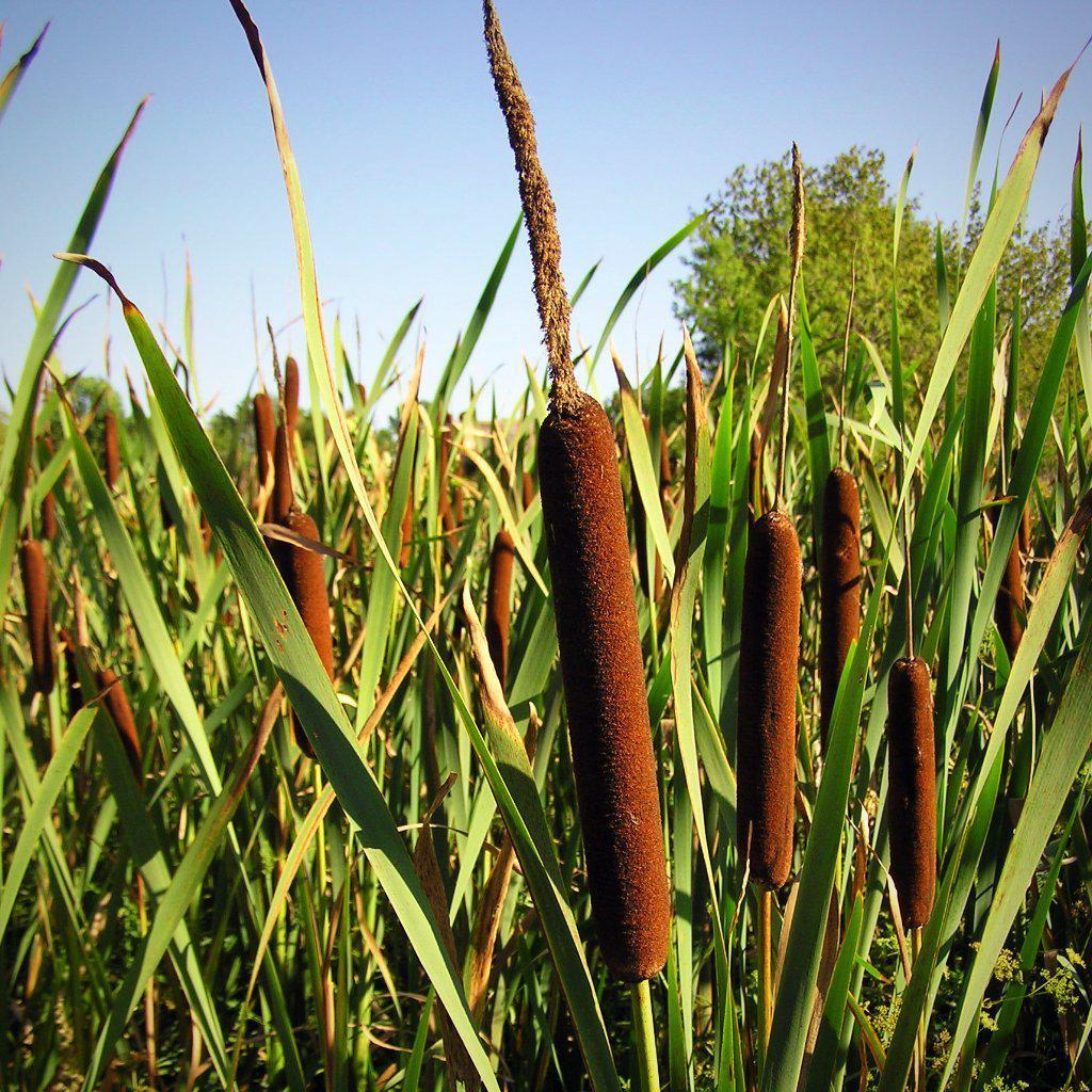 Typha latifolia ~ Cattail - Delivered By ServeScape