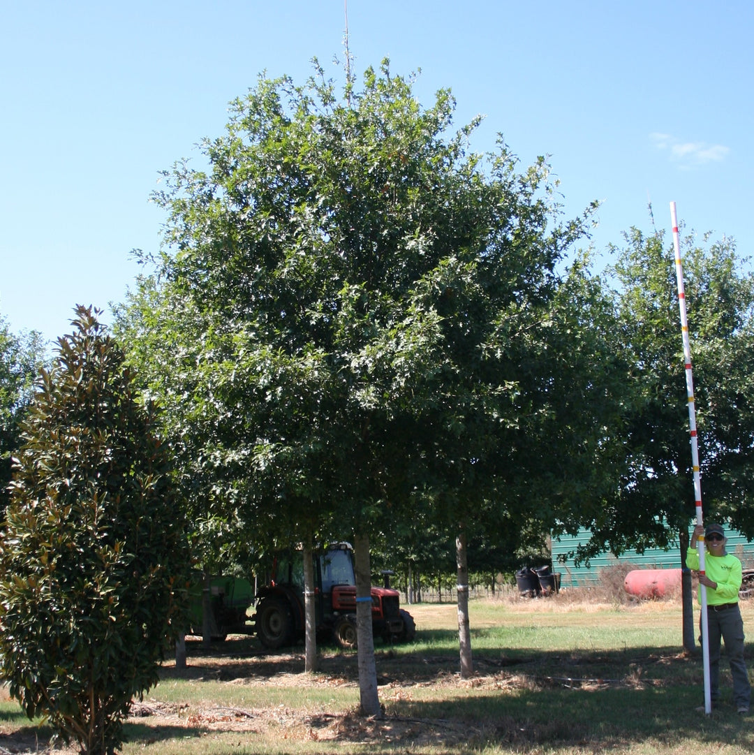 Quercus nuttallii ‘QNMTF’ ~ Tytlest® Nuttall Oak-ServeScape