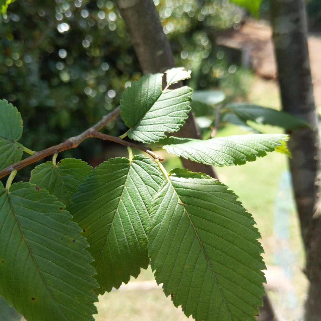 Ulmus americana 'Princeton' ~ Princeton American Elm - Delivered By ServeScape