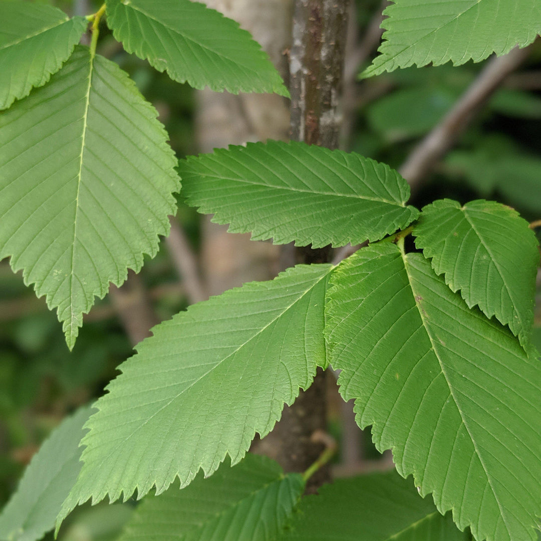 Ulmus americana 'Princeton' ~ Princeton American Elm - Delivered By ServeScape