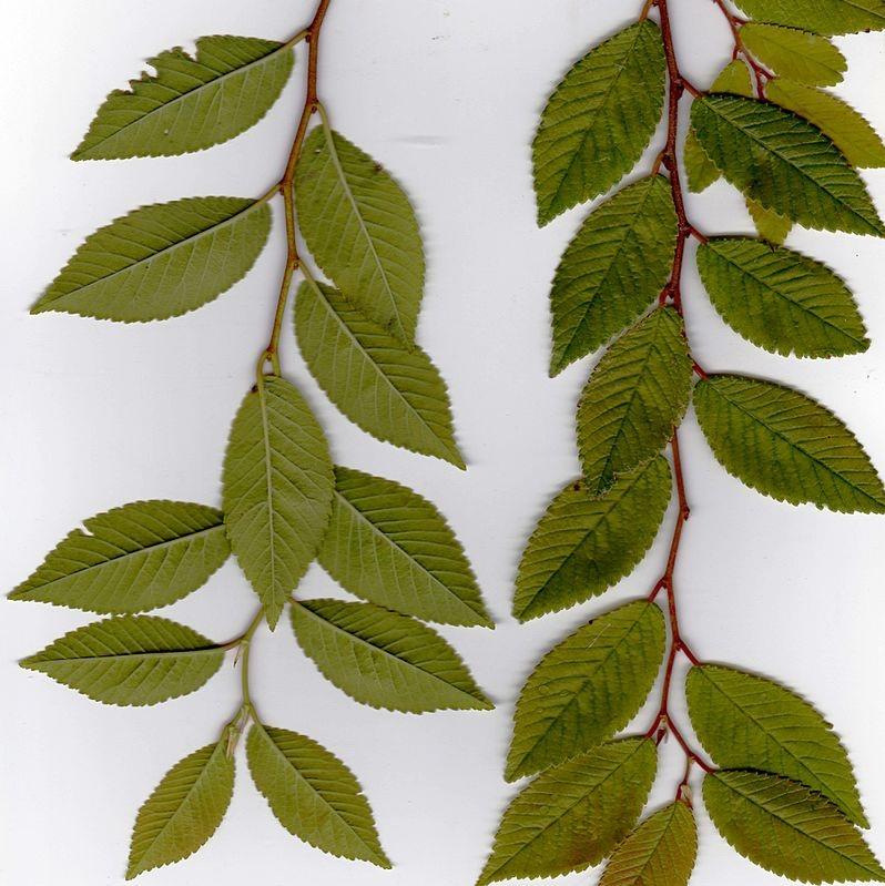 Ulmus parvifolia ‘Drake’ ~ Drake Chinese Elm-ServeScape