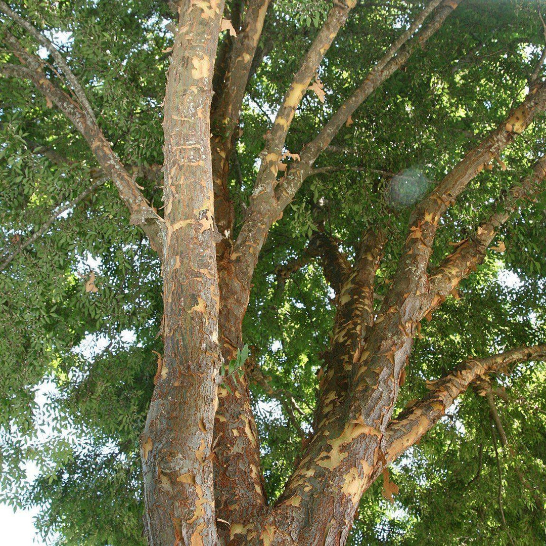 Ulmus parvifolia 'Emer II'~ Allee Lacebark Elm-ServeScape