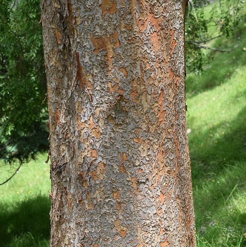 Ulmus parvifolia 'UPMTF'~ Bosque® Laceleaf Elm-ServeScape