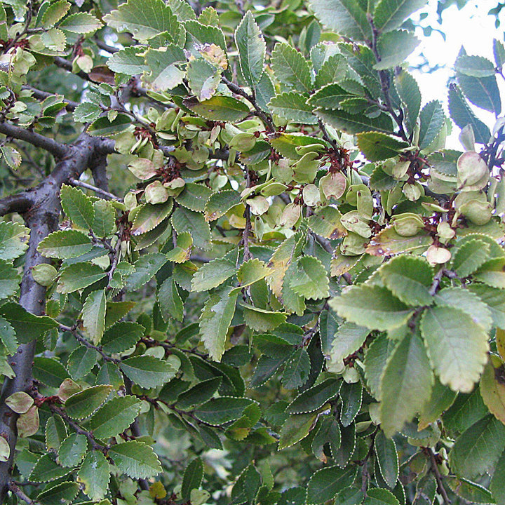 Ulmus parvifolia 'UPMTF'~ Bosque® Laceleaf Elm-ServeScape