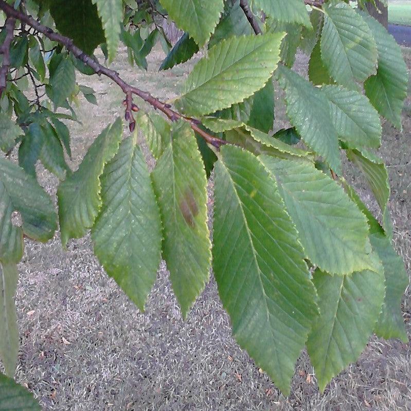 Ulmus japonica ~ Japanese Elm-ServeScape