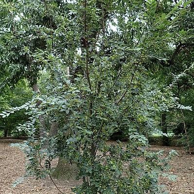 Ulmus parviflora ‘BSNUPF’ PP 17,655 ~ Everclear® Lacebark Elm-ServeScape