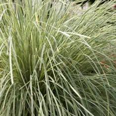 Lomandra longifolia ‘Roma13’ ~ Platinum Beauty® Matt Rush-ServeScape