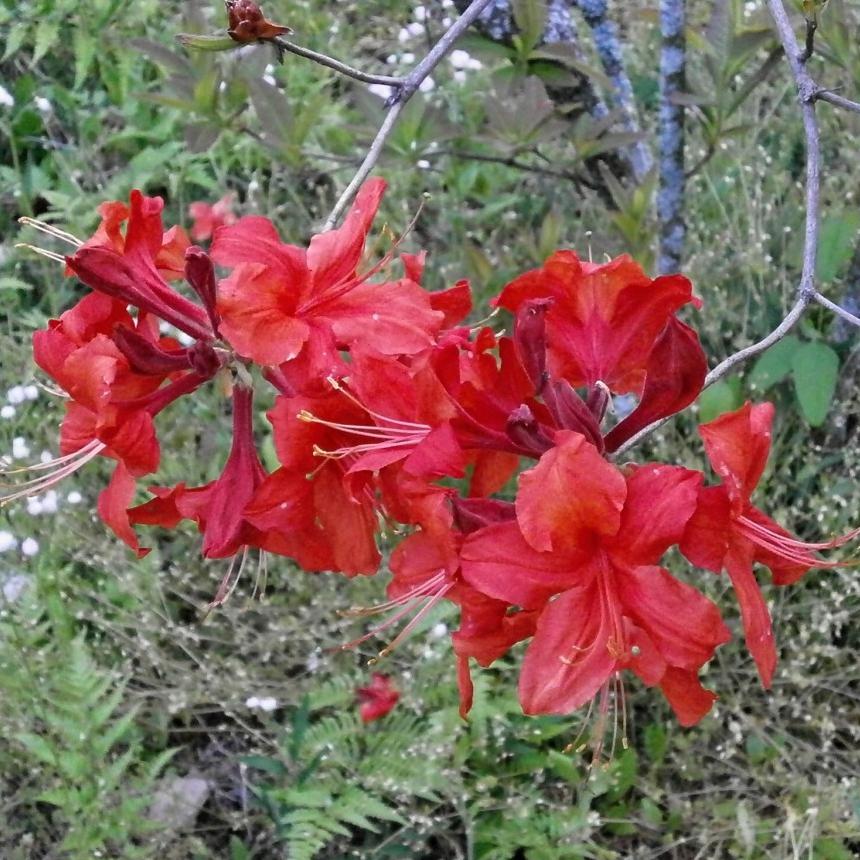 Rhododendron 'Radiant Red' ~ Radiant Red Native Azalea-ServeScape
