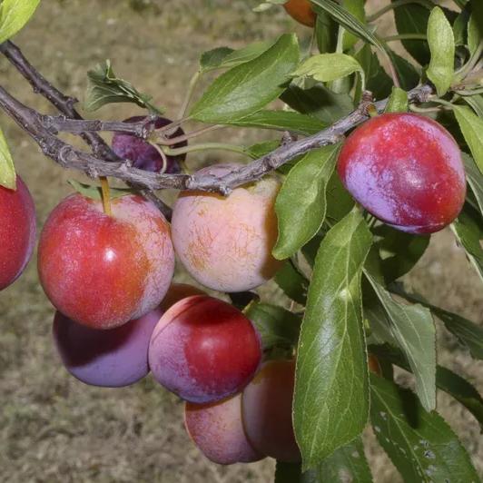 Prunus salicina 'Ozark Premier' ~ Ozark Premier Plum-ServeScape