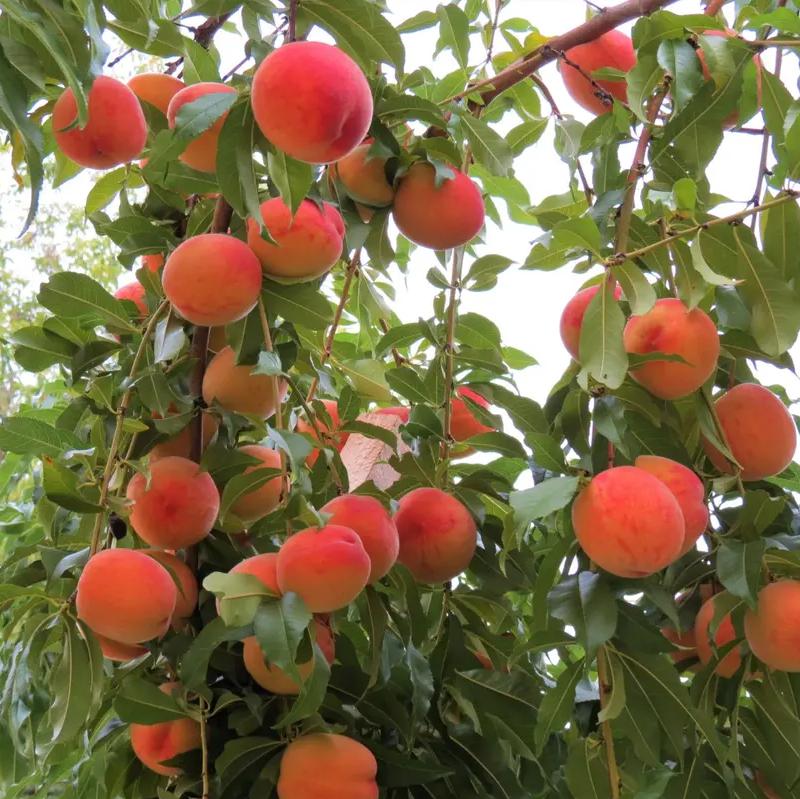 Prunus persica 'Contender' ~ Contender Peach-ServeScape